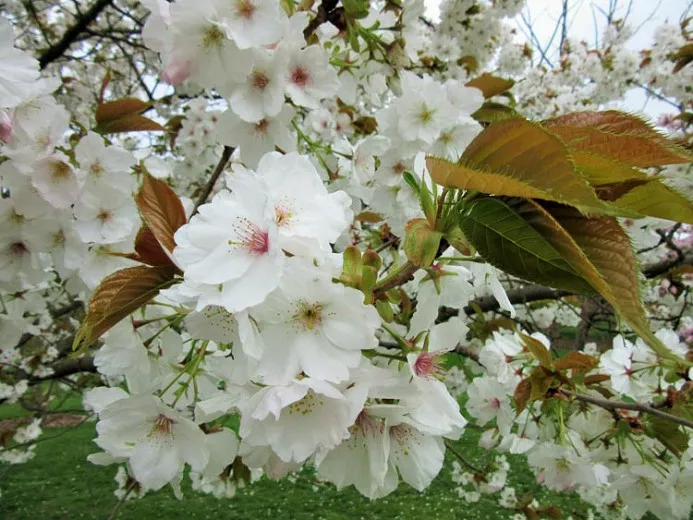 Prunus 'Tai-Haku' (japońska wiśnia kwitnąca)