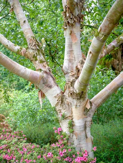 Betula utilis var. jacquemontii (breza himalájska)