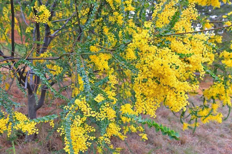 Acacia cultriformis (ナイフ アカシア)